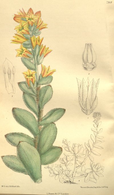Echeveria Pulvinata, as Cotyledon Pulvinata by Hooker f.